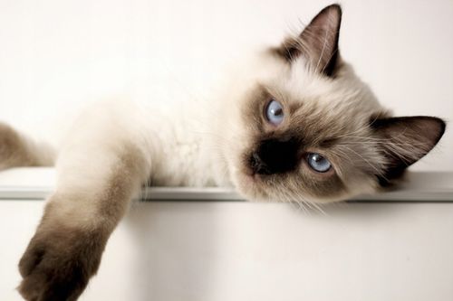 Brit Care Cat Grain Free Sterilized Urinary Sucha Karma dla Kota 7kg na Arena.pl