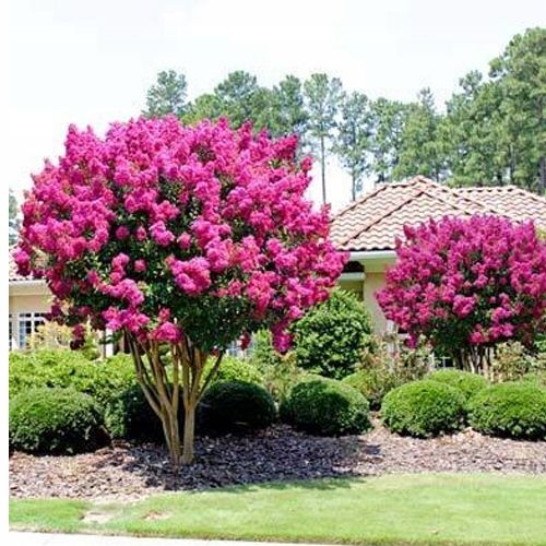 LAGERSTROEMIA INDYJSKA PINK NAJDŁUŻEJ KWITNĄCY KRZEW ŚWIATA Sadz. na Arena.pl