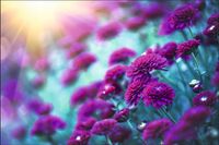 Tło FLAT LAY do fotografii produktowej kulinarnej