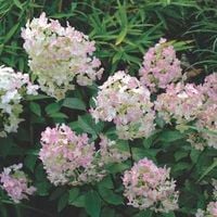 C15 HORTENSJA BUKIETOWA UNIQUE 100-150 CM.