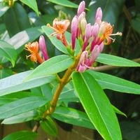 Wiciokrzew Henriego (Lonicera) w  doniczkach P11, 40-60cm