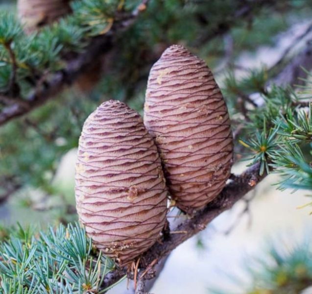 CEDR LIBAŃSKI CEDRUS - sadzonki w doniczkach zdjęcie 1