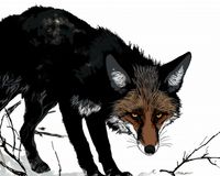 Plakat 50x40cm Nieufny Lis