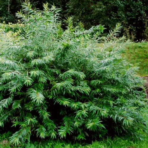 WIERZBA SACHALIŃSKA Smocza - sadzonki w doniczkach na Arena.pl