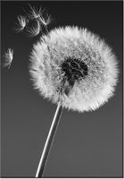 100 70CM OBRAZ PŁÓTNO DMUCHAWIEC GEMMA STILES PŁÓTNO RAMA