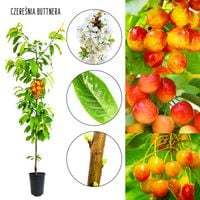 Czereśnia Buttnera duże żółtoczerwone jędrne owoce 100-150 cm