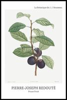 Plakat 61x91,5cm Design Prune Fruit, Redoute Vintage do Salonu