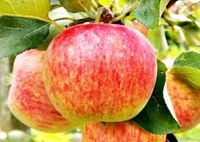 JABŁOŃ GRAFSZTYNEK  stara odporna odmiana - sadzonki 100 / 140 cm