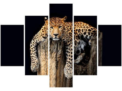 OBRAZ DZIKI KOT LAMPART na Arena.pl