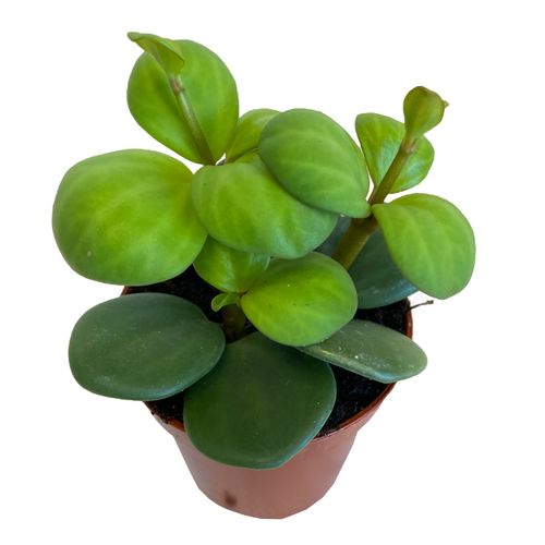 Peperomia HOPE 10 cm na Arena.pl