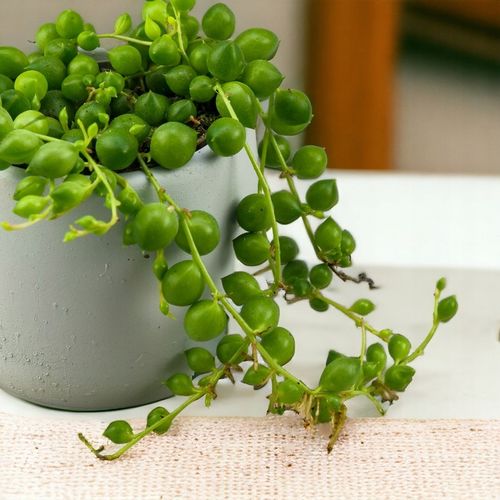 SENECIO rowleyanus STARZEC ROWLEYA D6cm ZIMOWE ZABEZPIECZENIE na Arena.pl