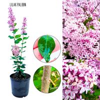 Lilak Palibin kompaktowa odmiana lilaka KRZEW 40-80 cm