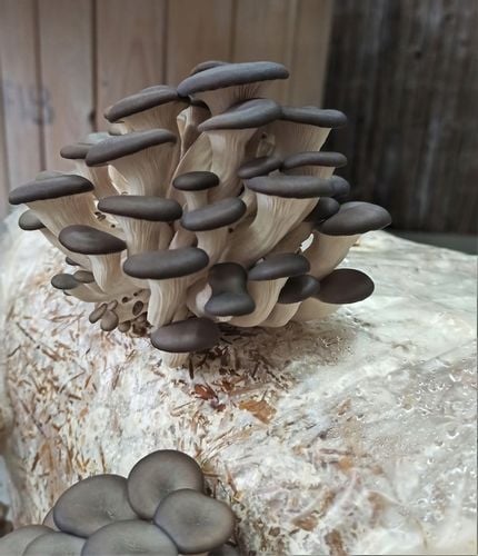 GRZYBNIA BOCZNIAKA DUŻY BALOT kostka około 15kg na Arena.pl