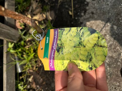 METASEKWOJA szczepiona na pniu GOLDRUSH - sadzonki 90 / 120 cm na Arena.pl