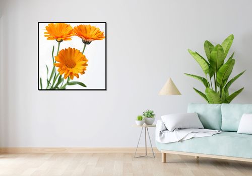 Plakat 90x90cm Słoneczne Kalendule na Arena.pl