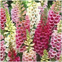 Naparstnica Purpurowa Mix Dwuletnia Nakrapiana Digitalis Purpurea