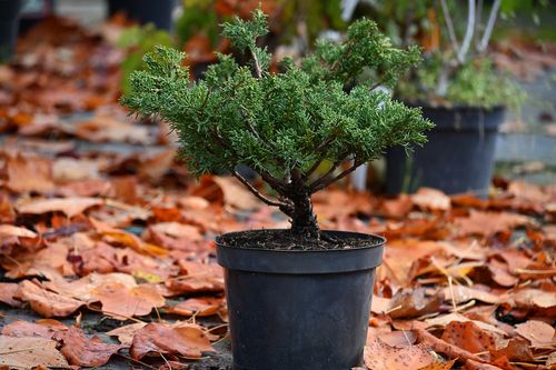 Jałowiec chiński Shimpaku - Juniperus chinensis 0046 na Arena.pl