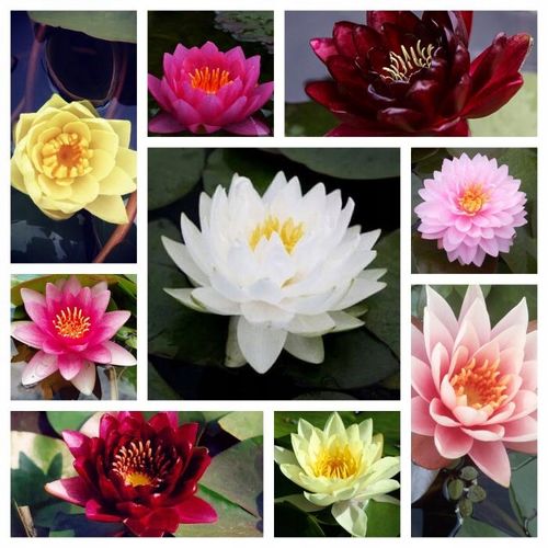 5 x Ślimak Błotniarka Stawowa Filtruje i oczyszcza Na Glony na Arena.pl