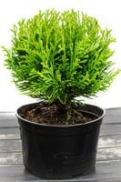 Tuja DANICA 8-15cm Piękna Zielona Kulka Do Ogrodu