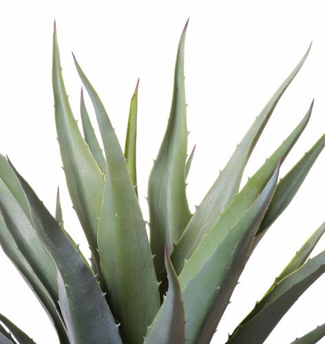 Agawa drzewko na Arena.pl