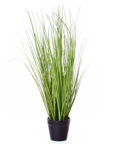 Trawa w doniczce na Arena.pl