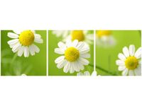 90X30CM RUMIANEK TRÓJ OBRAZ