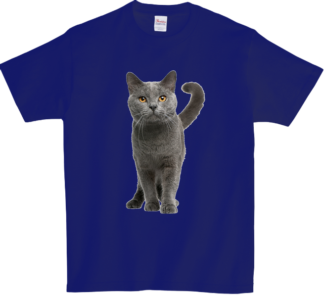 Koszulka T-shirt Kot zdjęcie 1