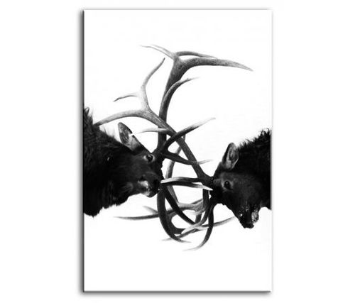 Obraz 60x90cm BLACK WILD grafika na Arena.pl