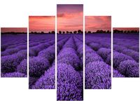 OBRAZ LAWENDOWY GAJ SUNSET