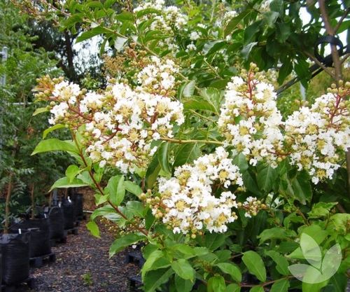 Lagerstroemia biała Alba Nivea 20-40cm P9 na Arena.pl