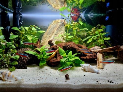 NATURALNY KORZEŃ DO AKWARIUM DESERT ROZMIAR M 20CM na Arena.pl