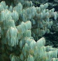 P9 SOSNA ARMANDA PINUS ARMANDII