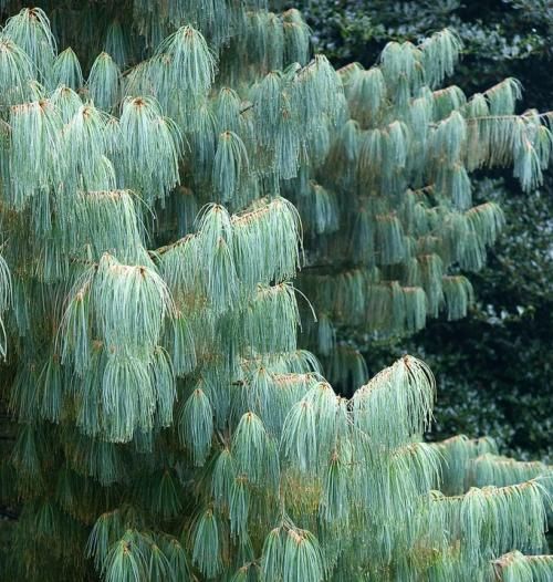 P9 SOSNA ARMANDA PINUS ARMANDII zdjęcie 1