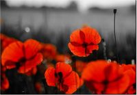 100 70CM OBRAZ PŁÓTNO SIAŁA BABA MAK JENNY DOWNING PŁÓTNO RAMA