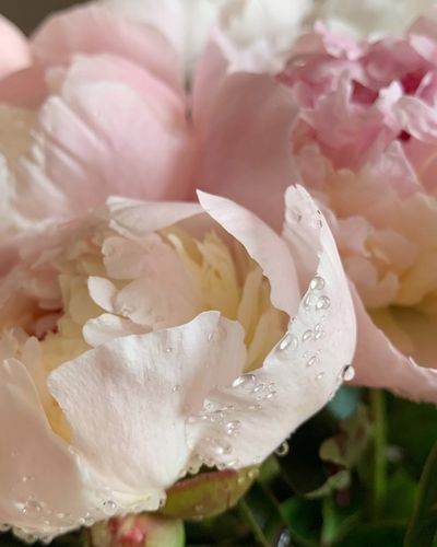 Zapach do świec olejek Piżmo Białe Piwonia 100 ml na Arena.pl