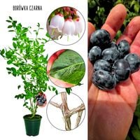 Borówka Czarna sadzonka krzewu owocowego KRZEW 60-90 cm