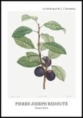 Plakat 70x100cm Design Prune Fruit, Redoute Vintage do Salonu