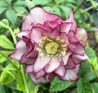 CIEMIERNIK WSCHODNI DOUBLE ELLEN PICOTEE - sadzonki w doniczkach