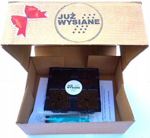 ZESTAW do uprawy na PREZENT Koleusy Pokrzywki "JUŻ WYSIANE" nasiona na Arena.pl