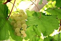 FOTOTAPETA kuchenna LIŚĆ ZIELONY WINOGRON 200x130