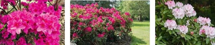 SUMIN ZAKWASZAJĄCY 2,5KG NAWÓZ KWAŚNOLUBNYCH BORÓWKI BORÓWEK WRZOSY zdjęcie 2