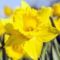 Narcyz trąbkowy żółty cebulki cebule 50 szt.