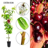 Czereśnia Regina bardzo słodkie owoce sadzonka 180-220 cm