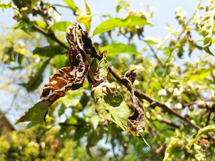 MIEDZIAN EXTRA 350 SC 1L zdjęcie 5