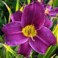 Liliowiec 'Grape Velvet' Fioletowy Purpurowy (Hemerocallis) Doniczka 2.0L