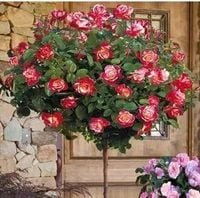 RÓŻA  na pniu odporna na mróz biało czerwona - sadzonki 80 / 100 cm