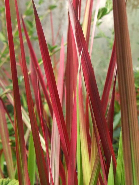 IMPERATA CYLINDRYCZA TRAWA RED BARON - sadz w don na Arena.pl