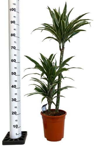 DRACENA WHITE STRIPE  105 cm na Arena.pl