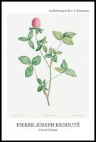 Plakat 61x91,5cm Design Clover Flower, Redoute Vintage do Salonu