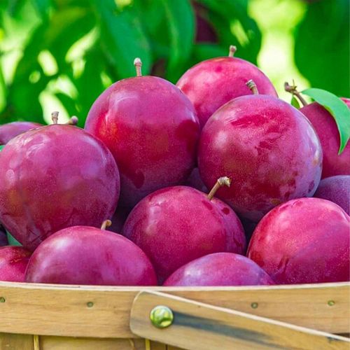 SADZONKI ŚLIWY RENKLODA ALTHANA SMACZNA SOCZYSTA PLENNA NR1 DRZEWKA na Arena.pl